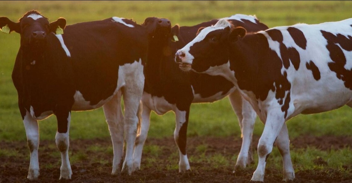 Herd of Cows